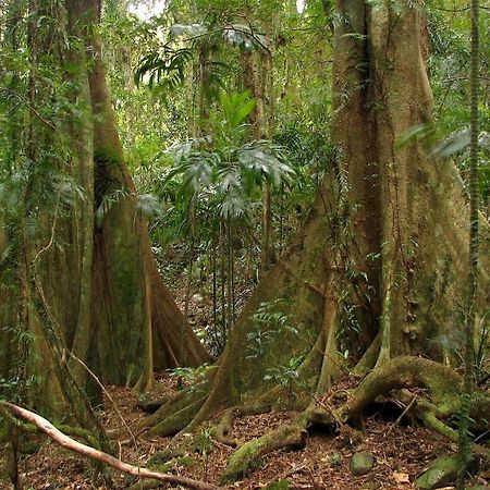 Springbrook Lyrebird Retreat Villa Bagian luar foto