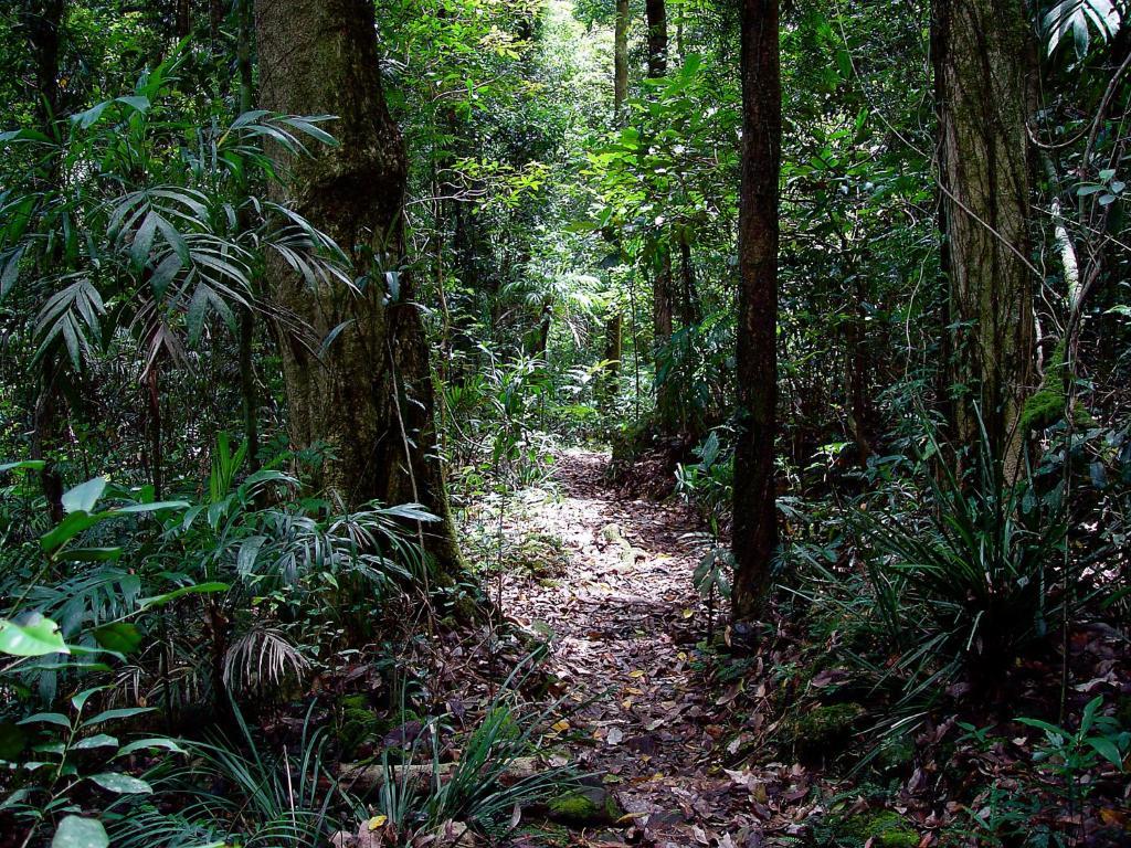 Springbrook Lyrebird Retreat Villa Bagian luar foto